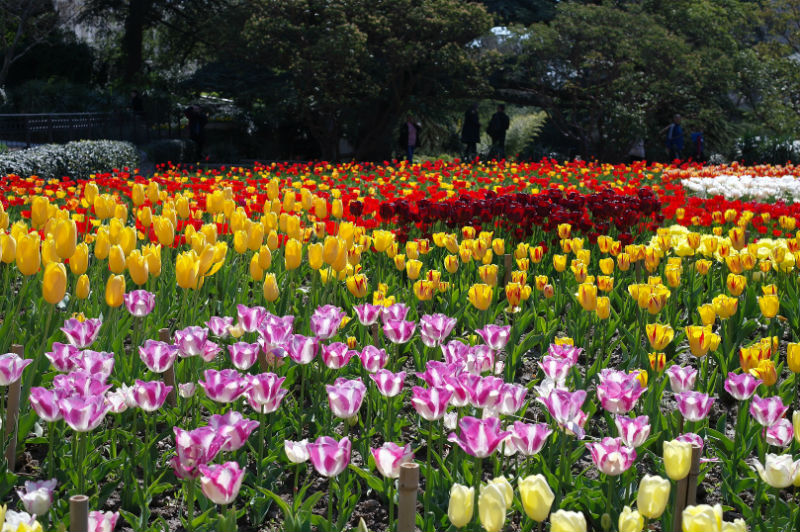 Парад тюльпанов 2019 в Никитском ботаническом саду